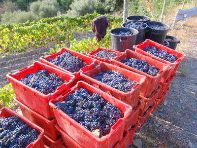 Grape containers.